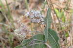 Pinewoods milkweed